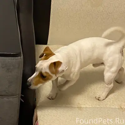 Найден пёс, район 3б