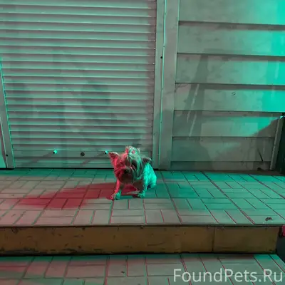 Найден Йорк, Корейское шоссе 7