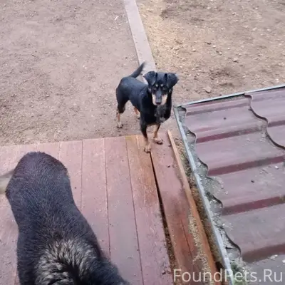 Найден кобель на ул. Бутырской