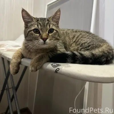 Найдена кошка-подросток, 7 просека