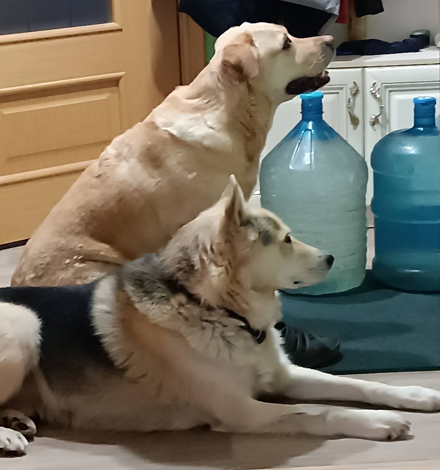 Пропала лабрадор Бася, Салогузово