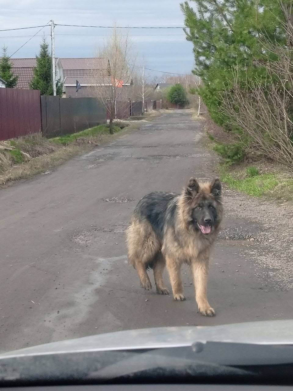 Пропал щенок немецкой овчарки Гром, Белоозёрский