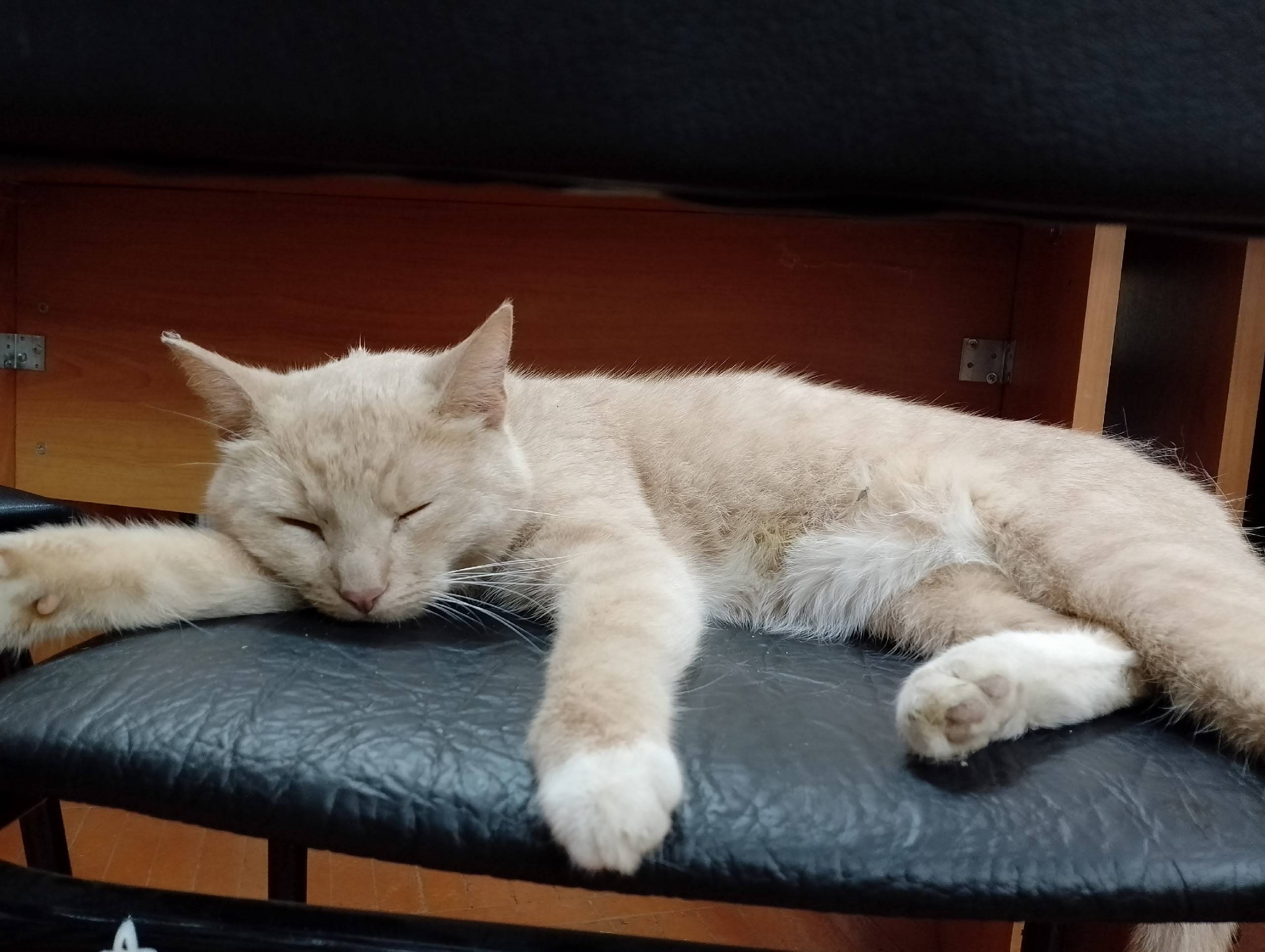 Найдена рыжая кошка, Центральная городская библиотека