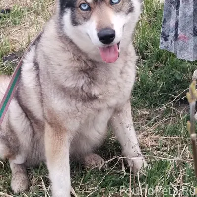 Найден метис Чара, Трубетчино