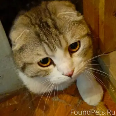 Найдена шотландская вислоухая, Суздальский проспект