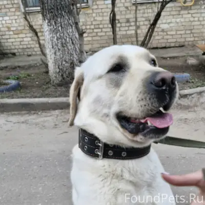 Найден пёс, Нижегородская область