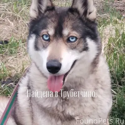 Найден тип собака, Трубетчино