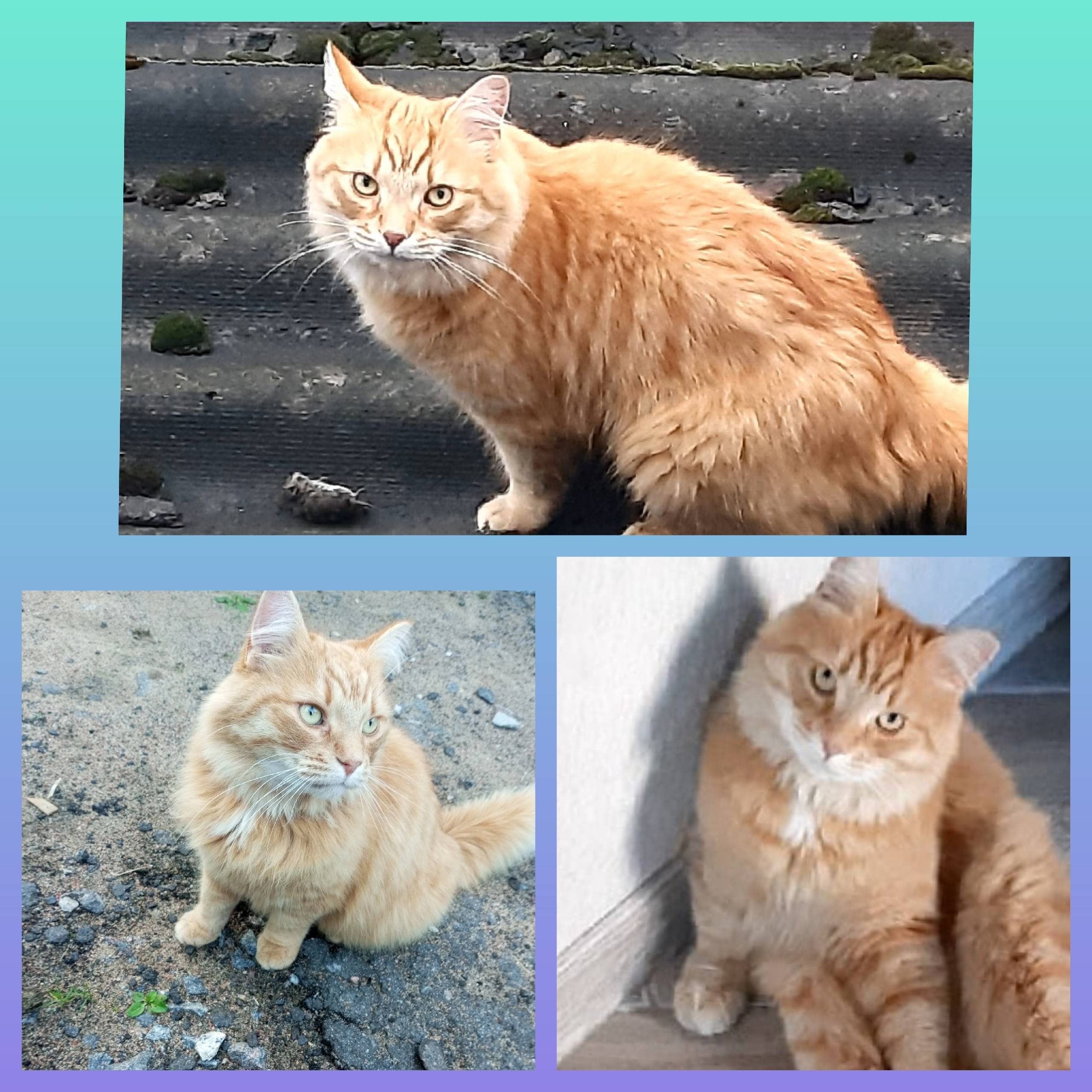 Пропал кот Рыжик, п. Левашово