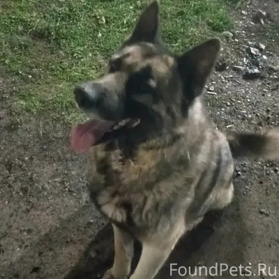Пропала собака