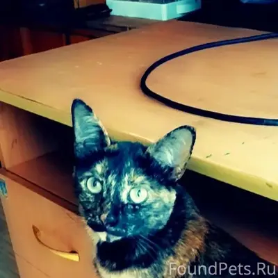 Пропала кошка Ася, Сады Малиновка