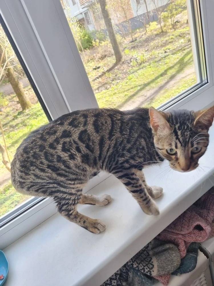 Найден бенгальский котёнок, Псков