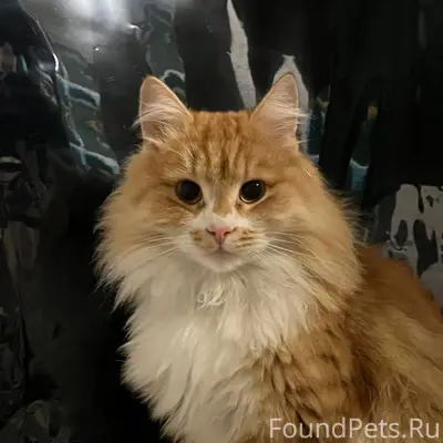 Пропала кошка Руби, улица Ватутина