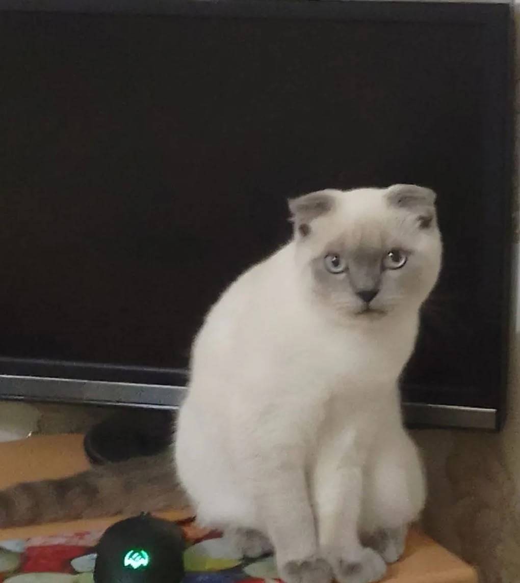 Пропал кот Лёлик, переулок Промышленный