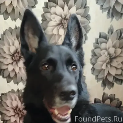 Пропала собака Скай