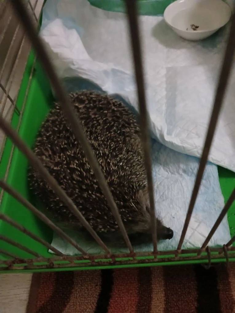 Найден ёжик, между домами Строителей, 40 и Строителей, 42