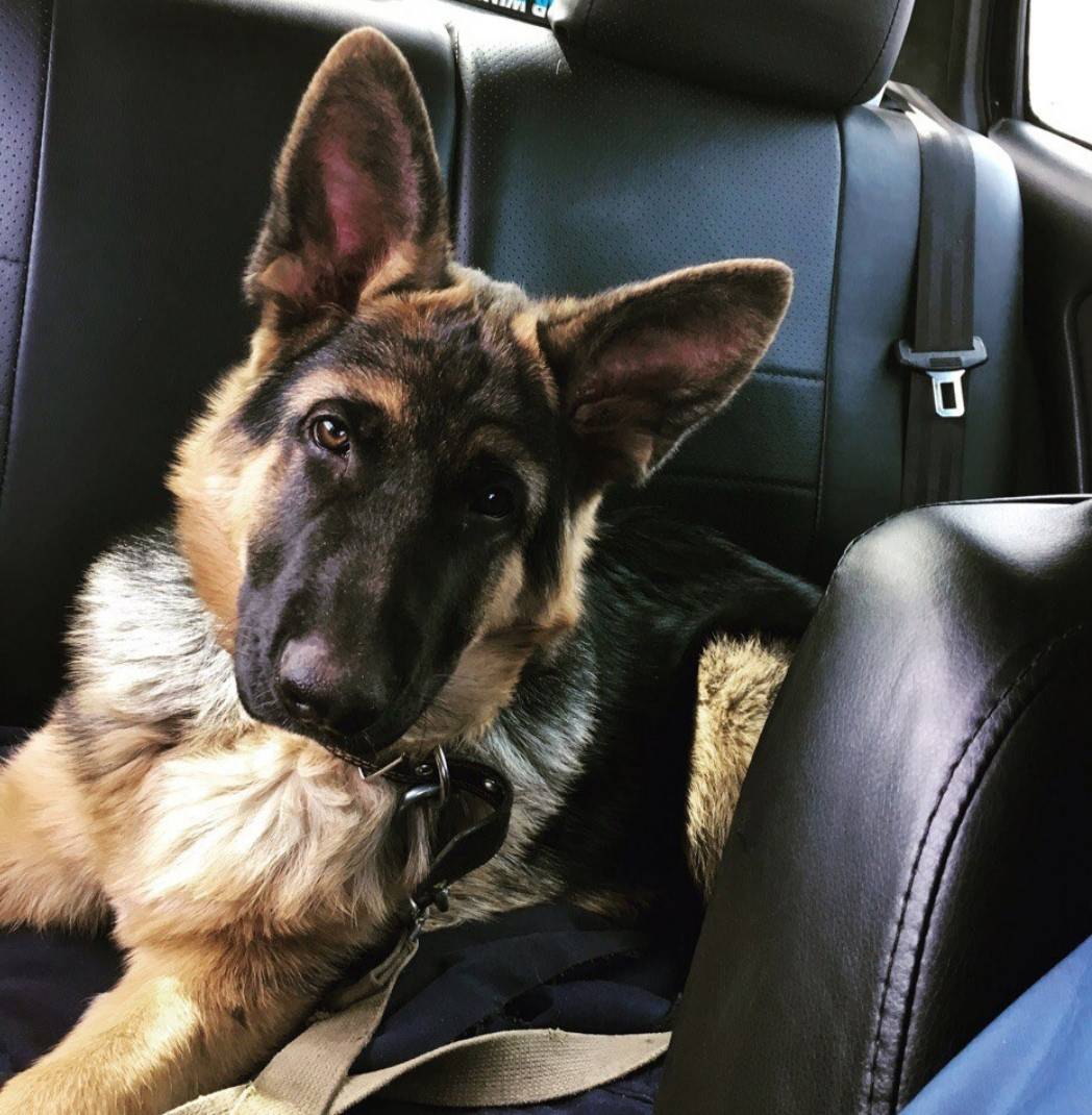 Пропал Джек, немецкая овчарка, Дымково, Добрынино, Каликино