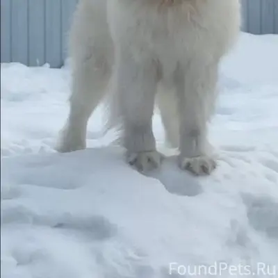 Пропал самоед Лео, Киржачский район