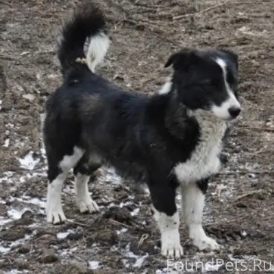 Найдена чёрно-белая собака, Краснообск