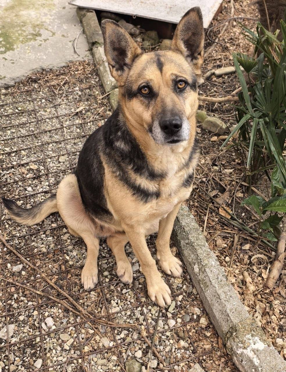 Пропала собака Рэкса, посёлок Тюменский