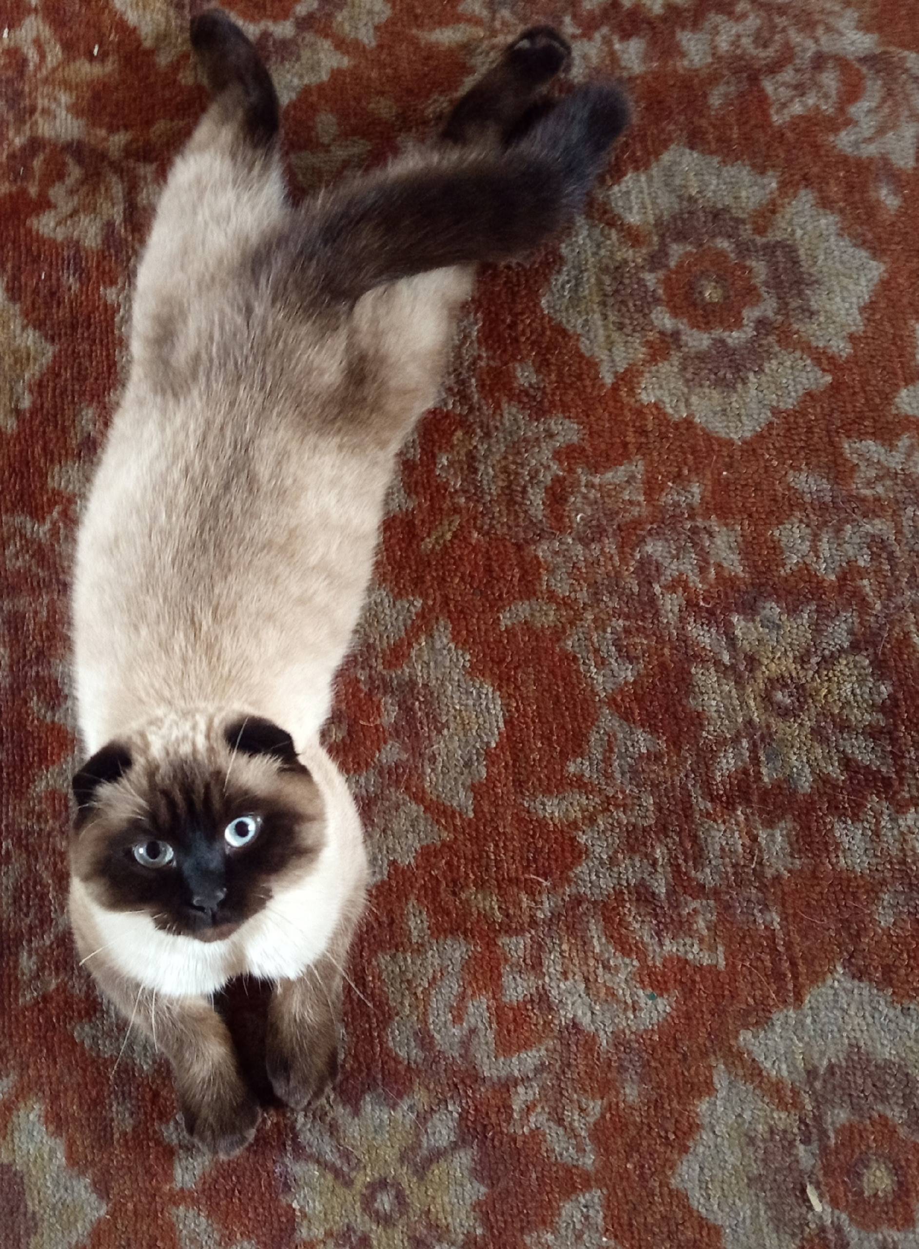 Пропал сиамский кот Кеша, район ул. Аптечная