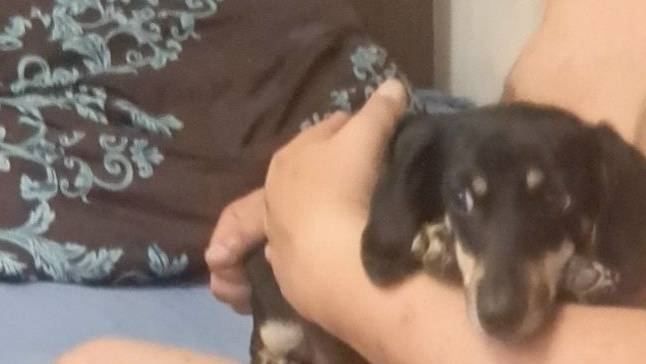 Пропала такса Кнопа