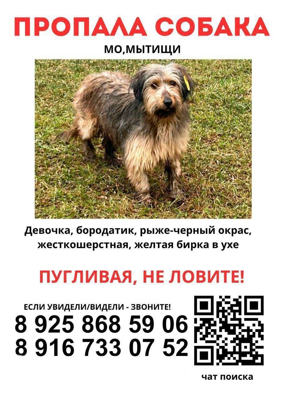 Пропала собака, Мытищи, рыже-чёрный окрас