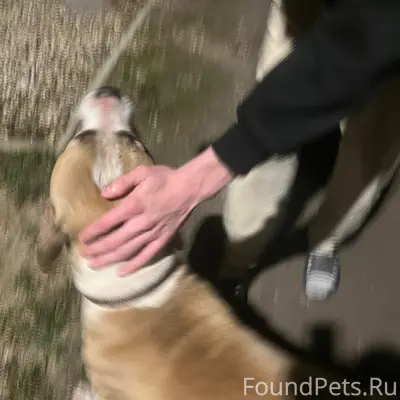 Найден пёс в ошейнике, Павловский Посад