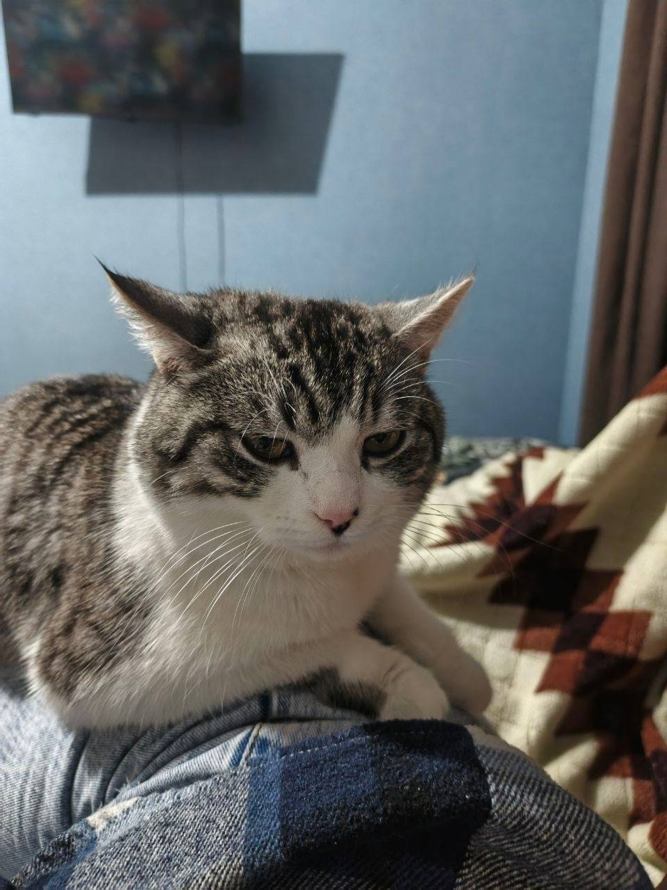 Пропал кот Харуно