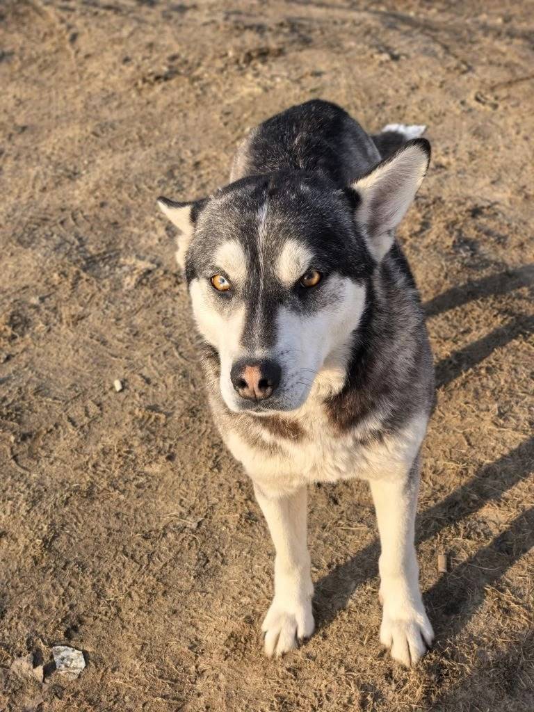 Пропала собака