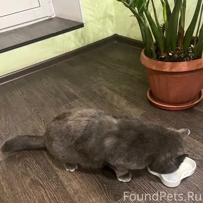 Найден кот, улица Баумана