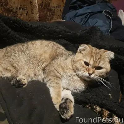 Найдена шотландская вислоухая кошка, Полыковичи