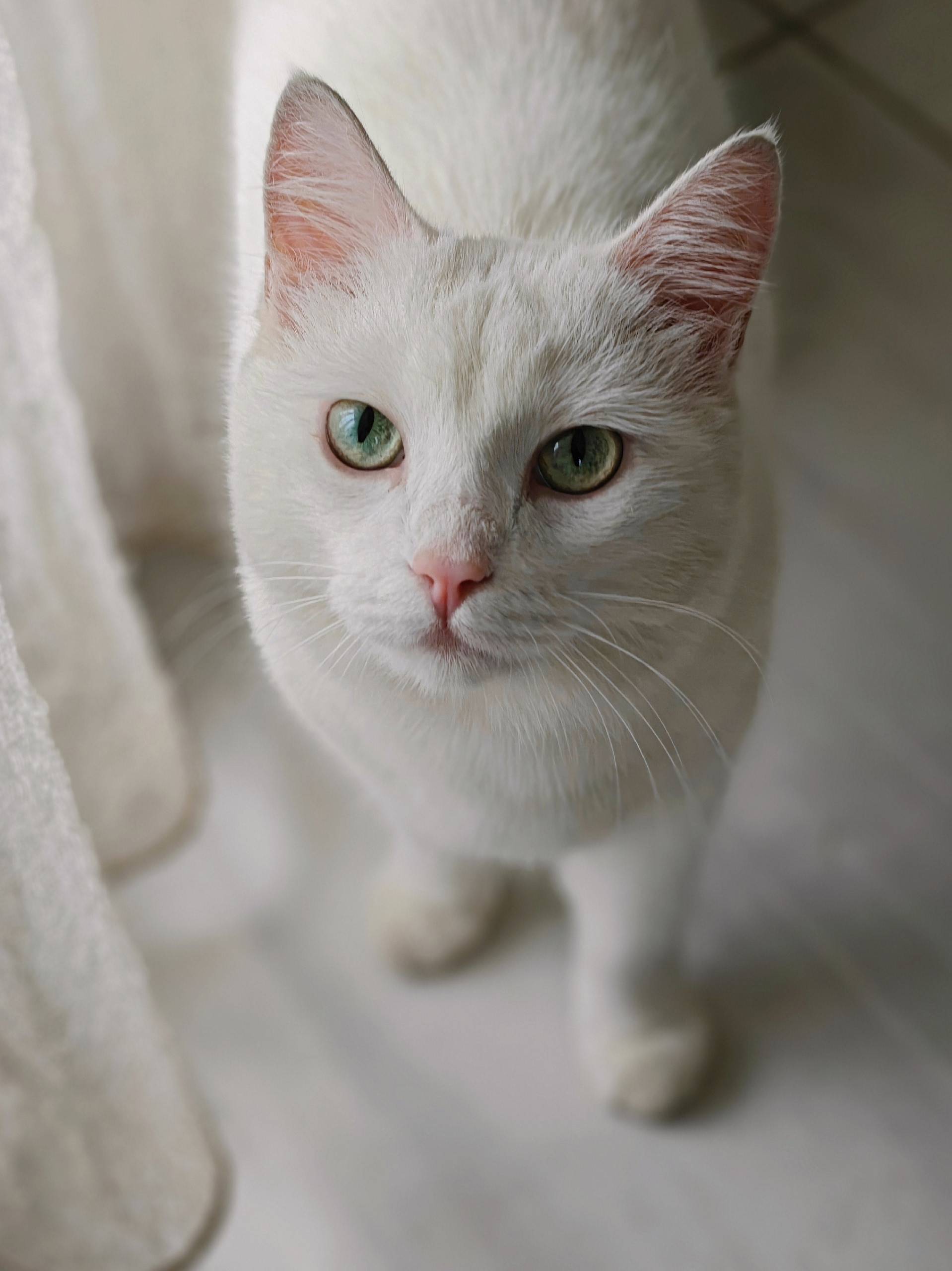 Пропала белая кошка без хвоста, район ул. Горького