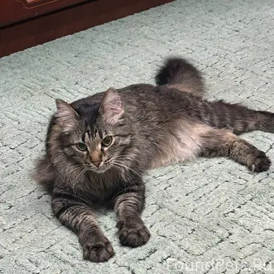 Найдена кошка, Таймырская 7