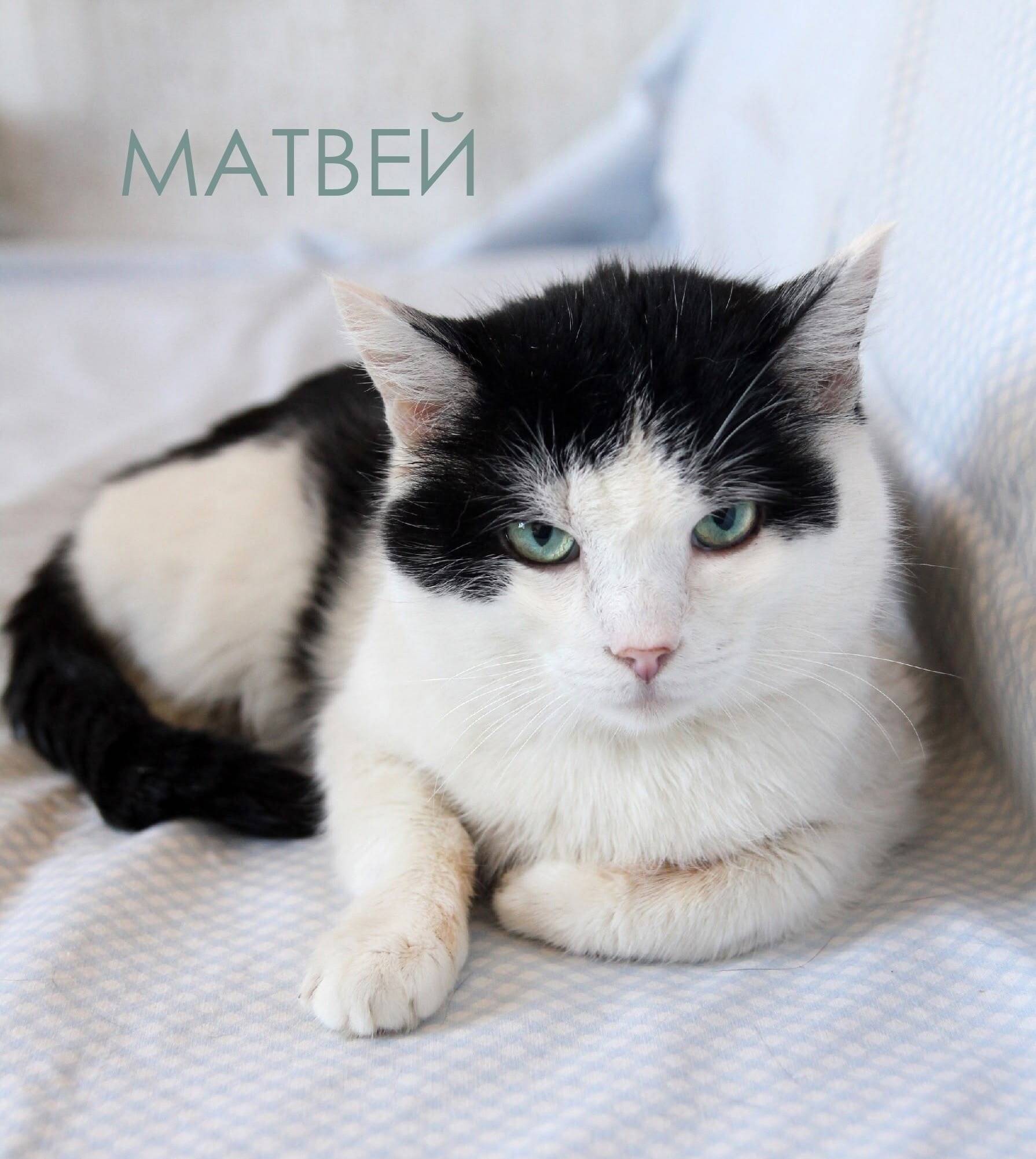 Найден кот Матвей, Томск