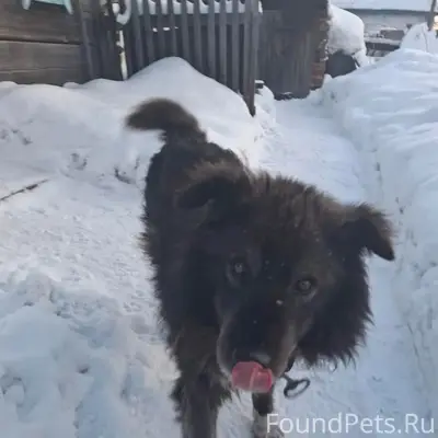 Пропал пёс, Северный Маганак, Прокопьевск