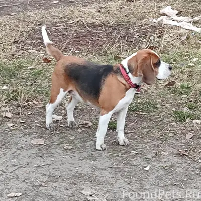 Найден биггль в ошейнике, район ул. Труда - ул. Орджоникидзе