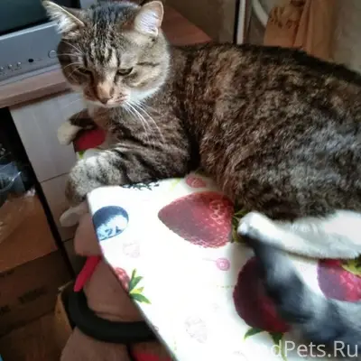 Пропал кот Кузя, г. Приозерск