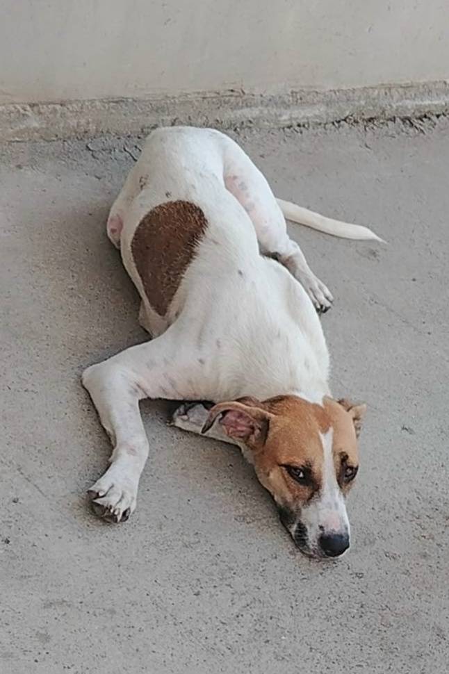 Пропала собака Дина, район лягушовки