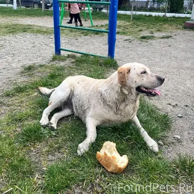 Пропала породистая собака лабрадор, Лабинск