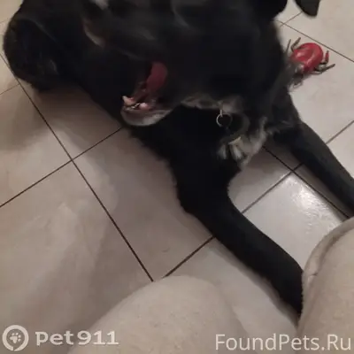 Пропала собака, район 17 школы