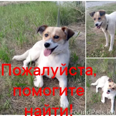 Пропала собака Альма, улица Мичурина, Рузаевка