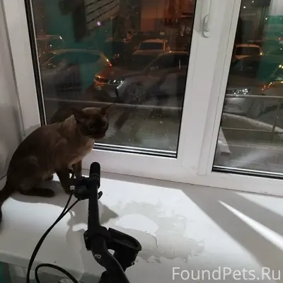 Найден кот, Н. Чаплина 126