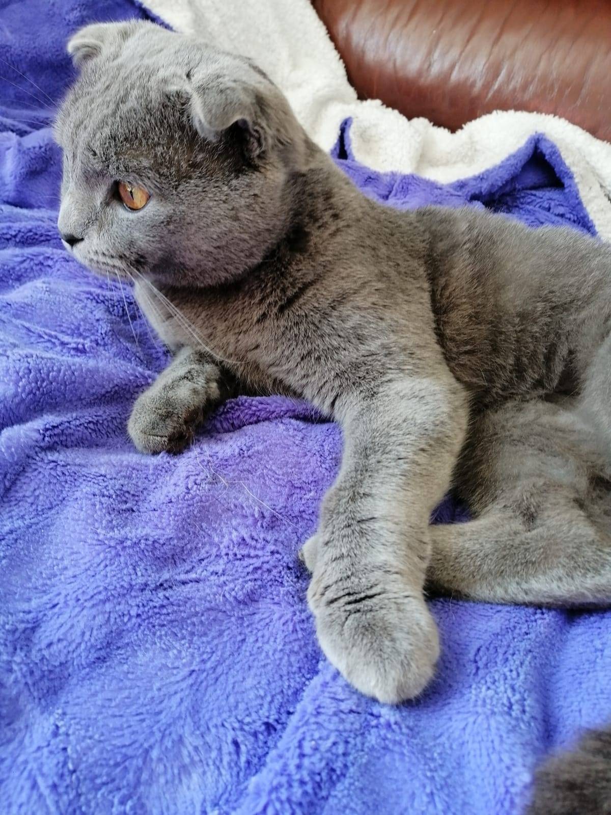 Найден вислоухий котик, пр. Победы