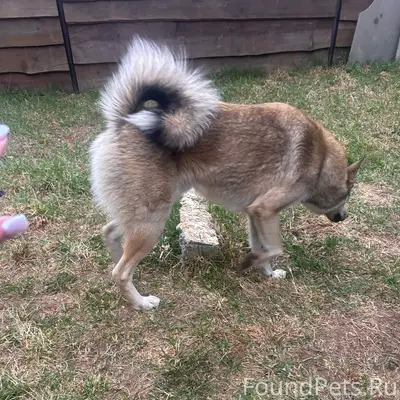 Найден щенок, посёлок Веселовка