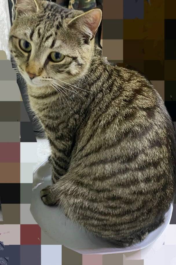 Пропал котёнок, Северный, Энергетическая