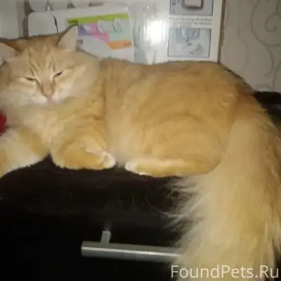 Пропал рыжий кот рыжий, район Титова-Тимуровская