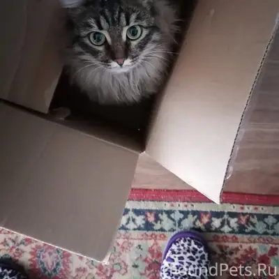 Пропала кошка Мотя