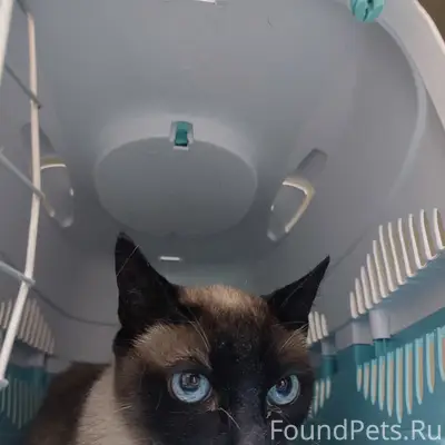 Найдена кошка, ул. Костромская 7