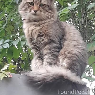 Пропал кот Барсик, Цемгигант