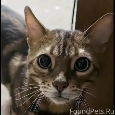 Найдена бенгальская кошка, Калуга, район Тайфун